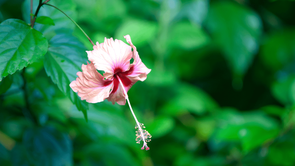 OSA VIVE: Why We Started & How To Help